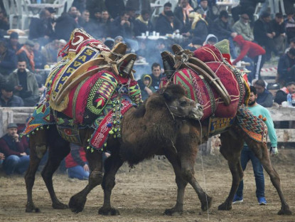 Lễ hội - Lễ hội đấu vật lạc đà 2.400 năm tuổi ở Thổ Nhĩ Kỳ