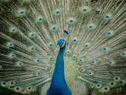 Đến Thảo Cầm Viên lạc vào chốn yên bình giữa thành phố