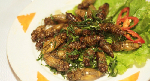 Những món ăn nổi tiếng từ côn trùng ở Việt Nam - 2