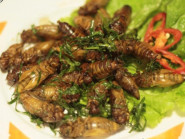 Những món ăn nổi tiếng từ côn trùng ở Việt Nam