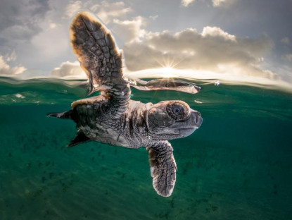 Giải trí - Khám phá cuộc sống dưới biển xanh sâu thẳm qua giải thưởng Nhiếp ảnh đại dương