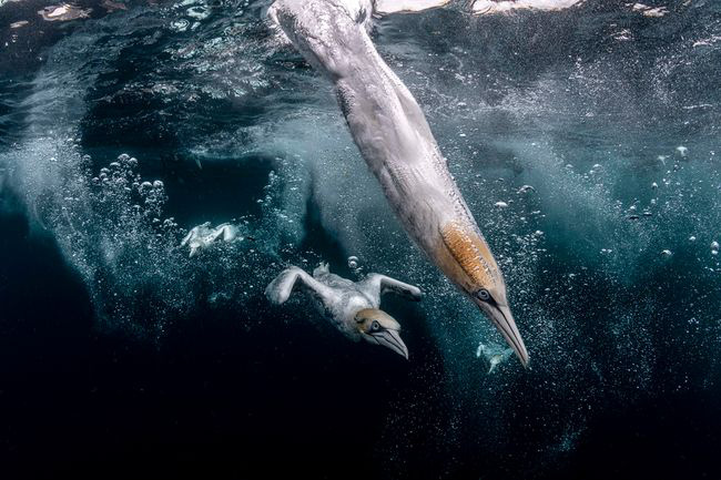 Khám phá cuộc sống dưới biển xanh sâu thẳm qua giải thưởng Nhiếp ảnh đại dương - 2