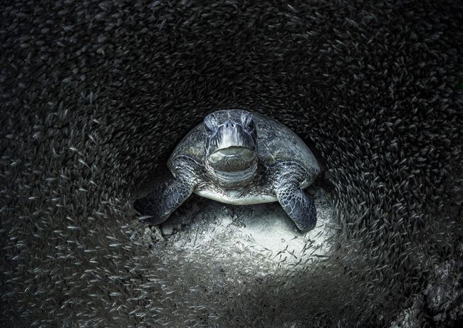 Khám phá cuộc sống dưới biển xanh sâu thẳm qua giải thưởng Nhiếp ảnh đại dương - 1