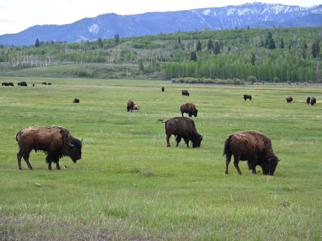Những điều tuyệt diệu, kỳ thú ẩn chứa trong công viên quốc gia Yellowstone - 11