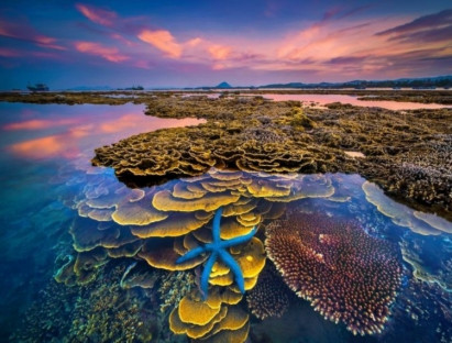 Suy ngẫm - Tăng cường năng lực cộng đồng trong việc bảo tồn san hô Hòn Yến