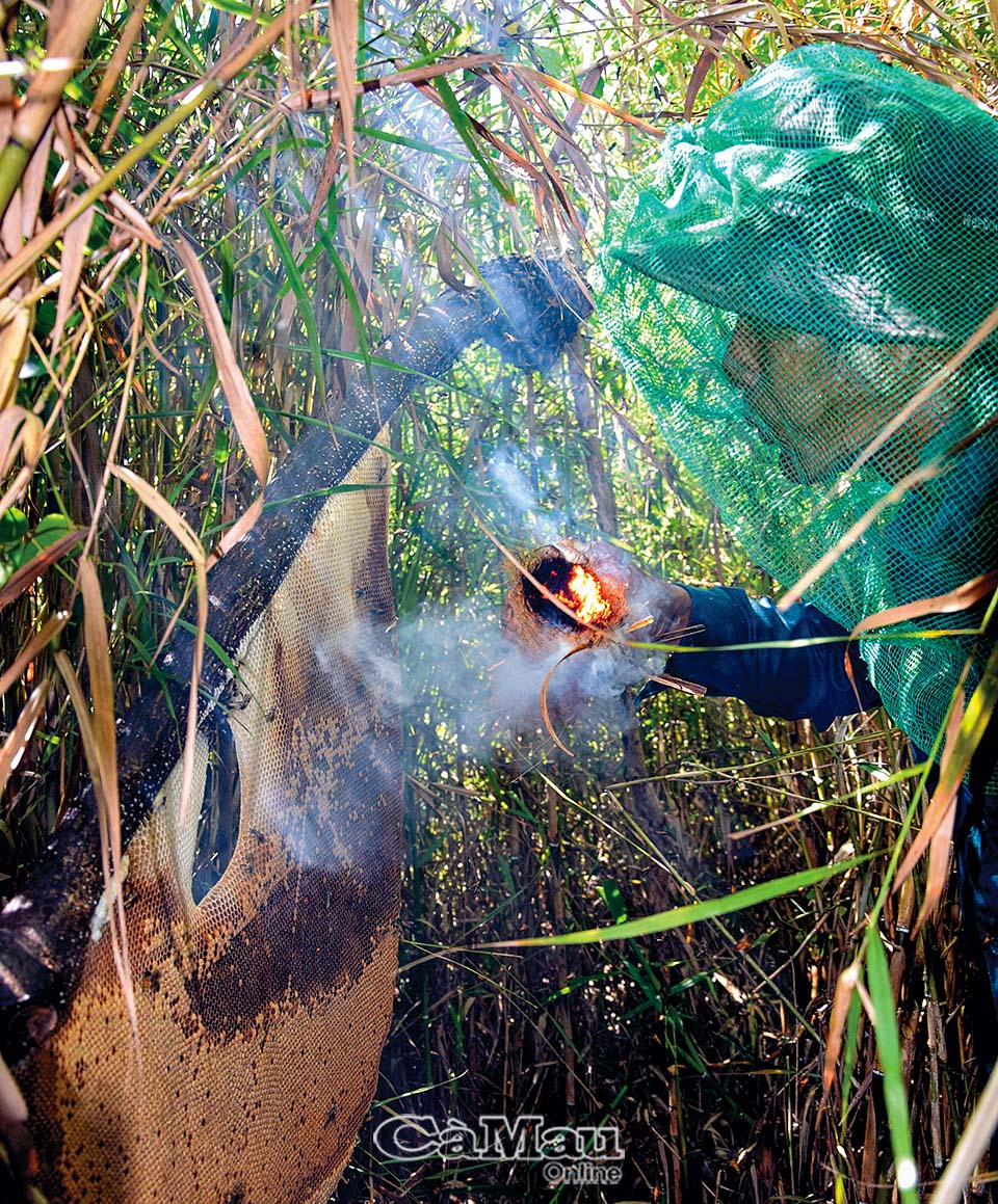 Đi ăn ong giữa rừng tràm U Minh Hạ - 2
