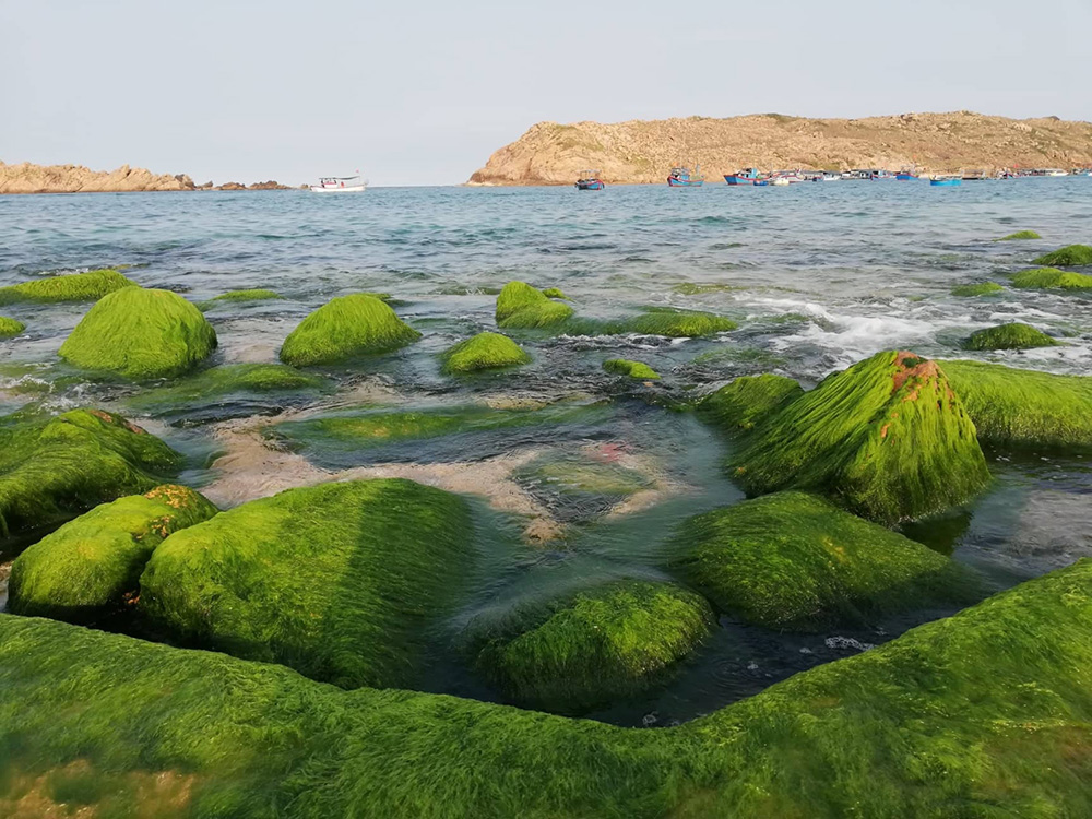 Nhơn Hải mùa rêu đẹp kỳ lạ - 1