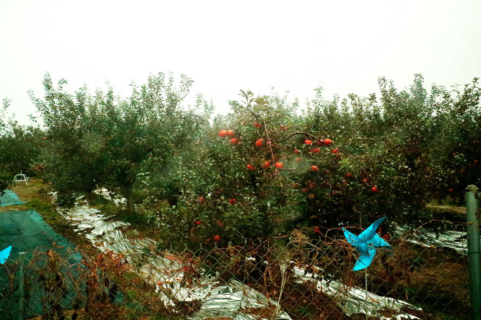 Tham quan vườn táo trong mùa lá đổi sắc ở Hàn Quốc - 2