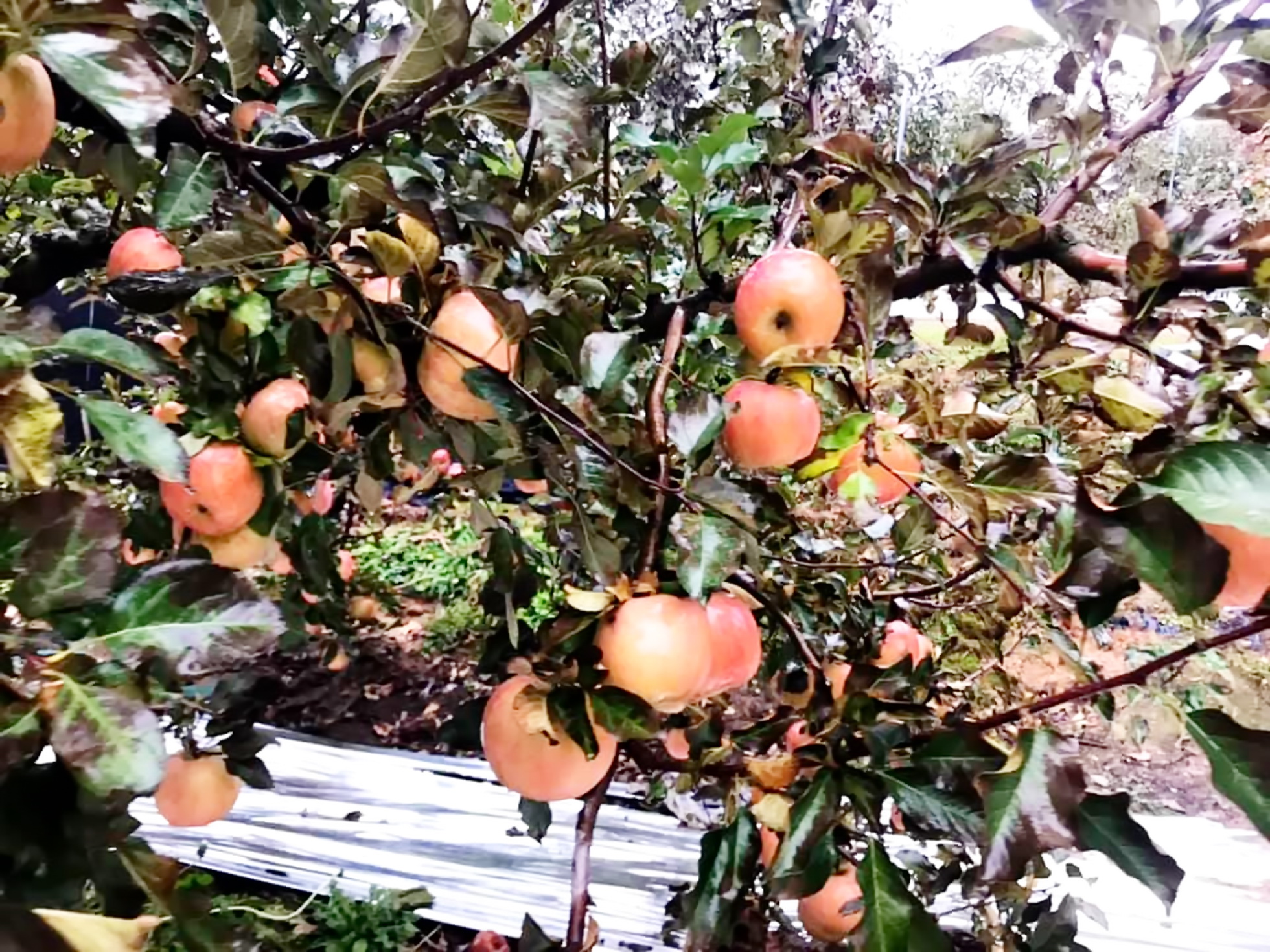 Tham quan vườn táo trong mùa lá đổi sắc ở Hàn Quốc - 4