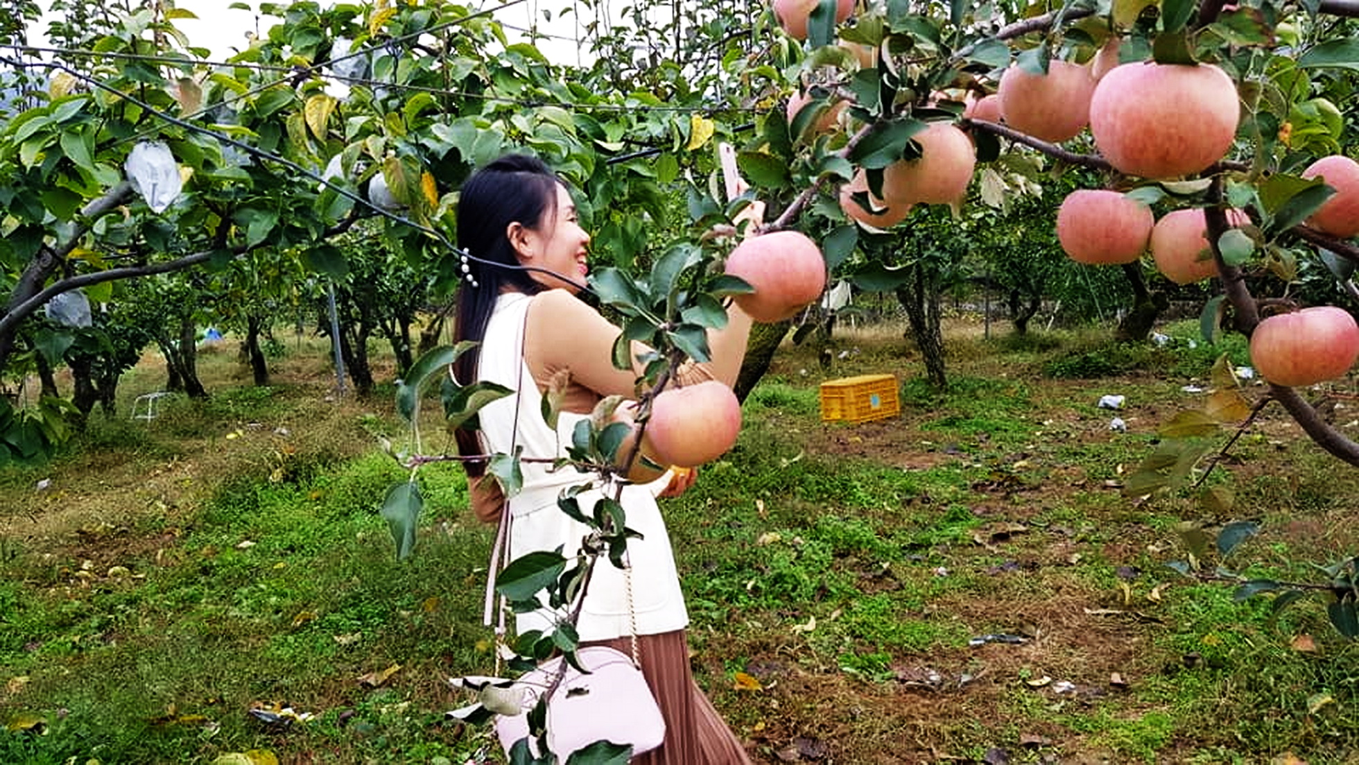 Tham quan vườn táo trong mùa lá đổi sắc ở Hàn Quốc - 5
