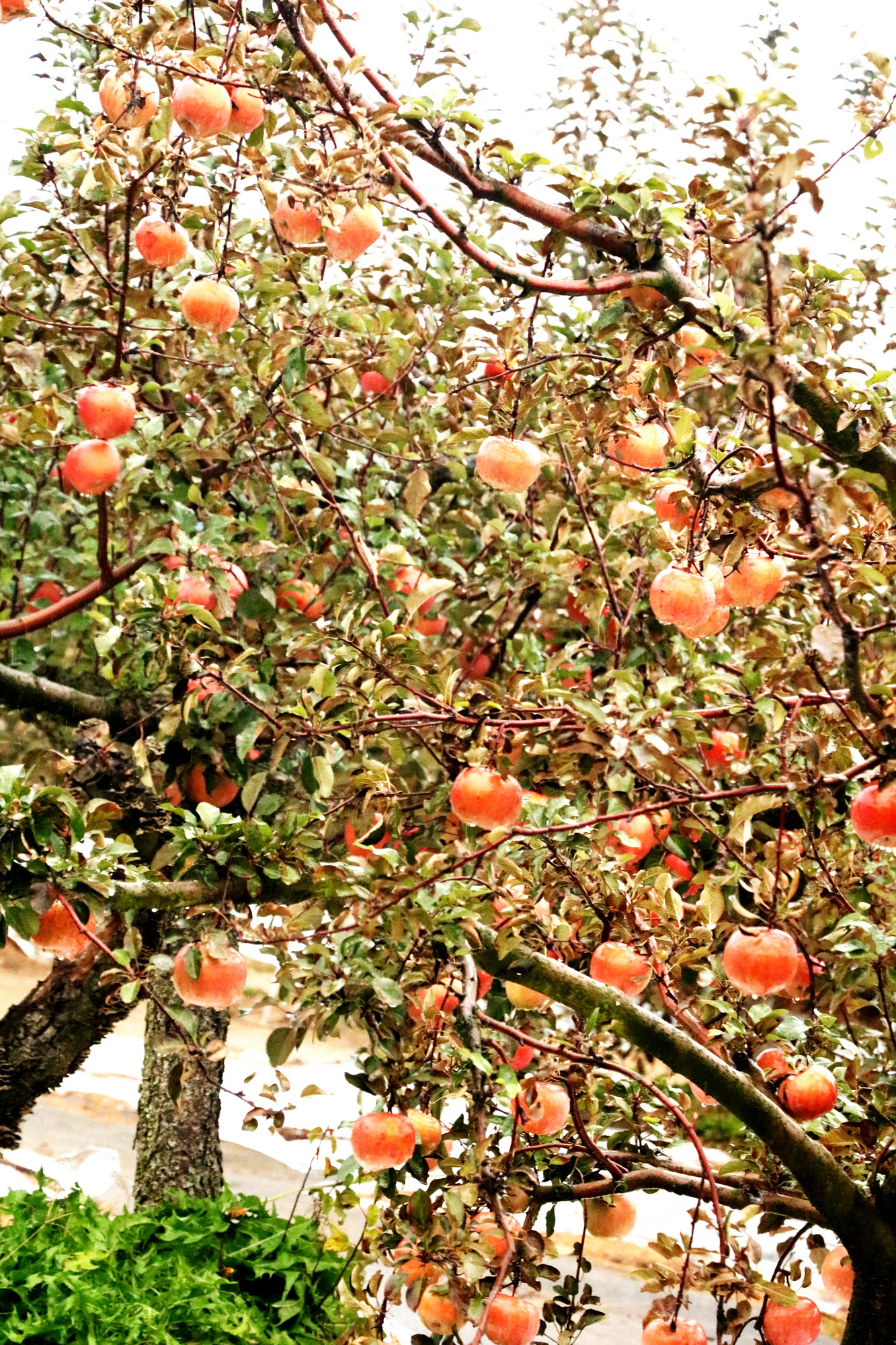 Tham quan vườn táo trong mùa lá đổi sắc ở Hàn Quốc - 6