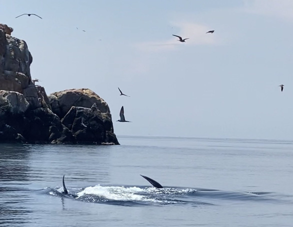 Cá voi xanh dài 12m bất ngờ xuất hiện ở biển Đề Gi - 1
