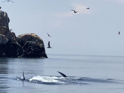 Chuyển động - Cá voi xanh dài 12m bất ngờ xuất hiện ở biển Đề Gi