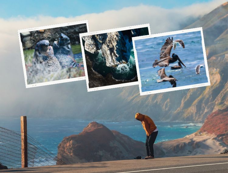 Từ Big Sur đến Sea Lion Point: Khúc tự tình của thiên nhiên dành tặng lữ khách