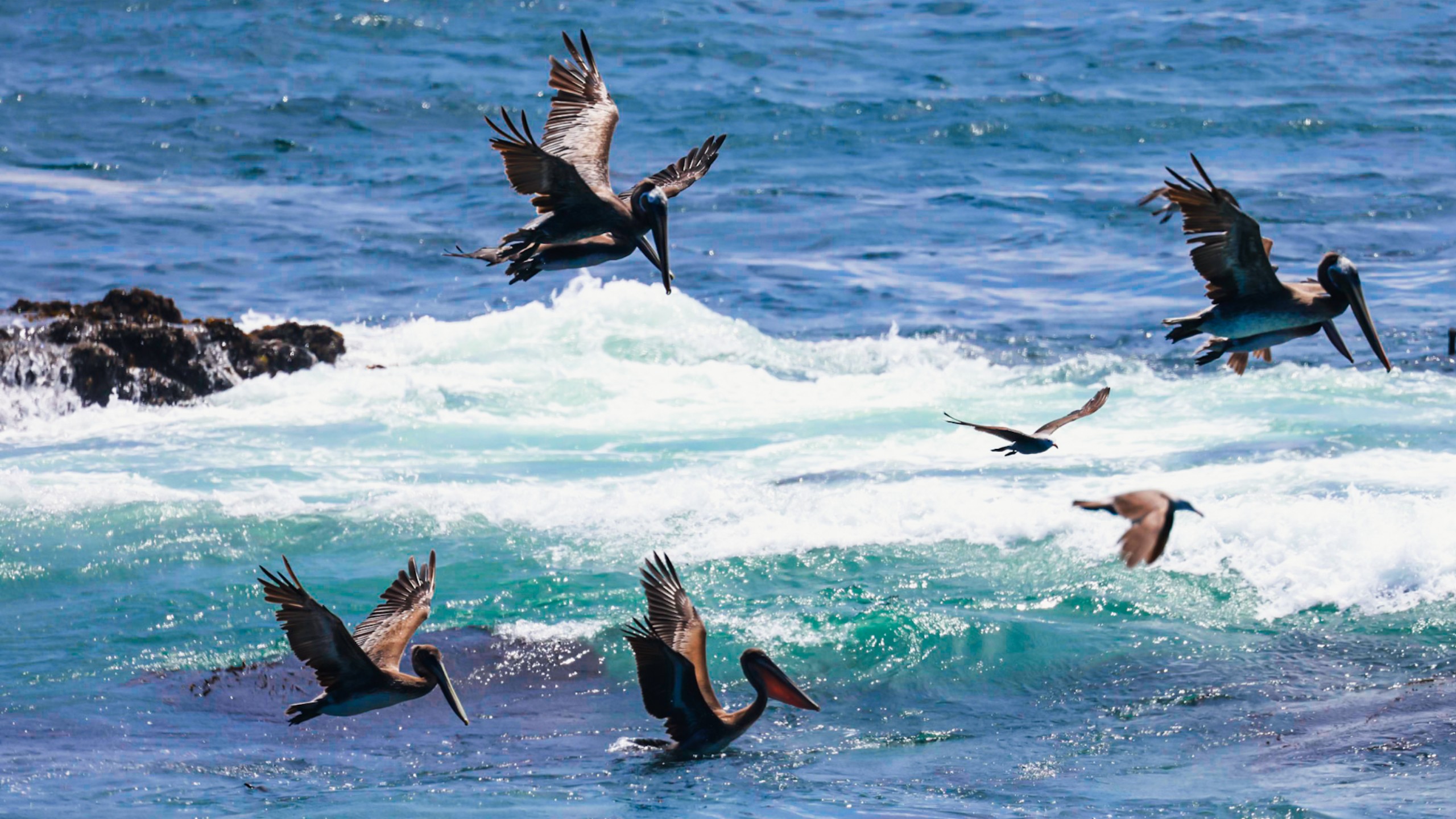 Từ Big Sur đến Sea Lion Point: Khúc tự tình của thiên nhiên dành tặng lữ khách - 5