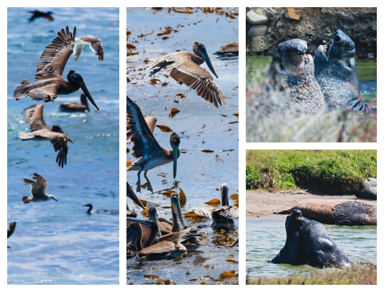 Từ Big Sur đến Sea Lion Point: Khúc tự tình của thiên nhiên dành tặng lữ khách - 6