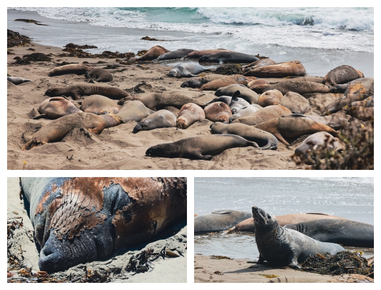 Từ Big Sur đến Sea Lion Point: Khúc tự tình của thiên nhiên dành tặng lữ khách - 4