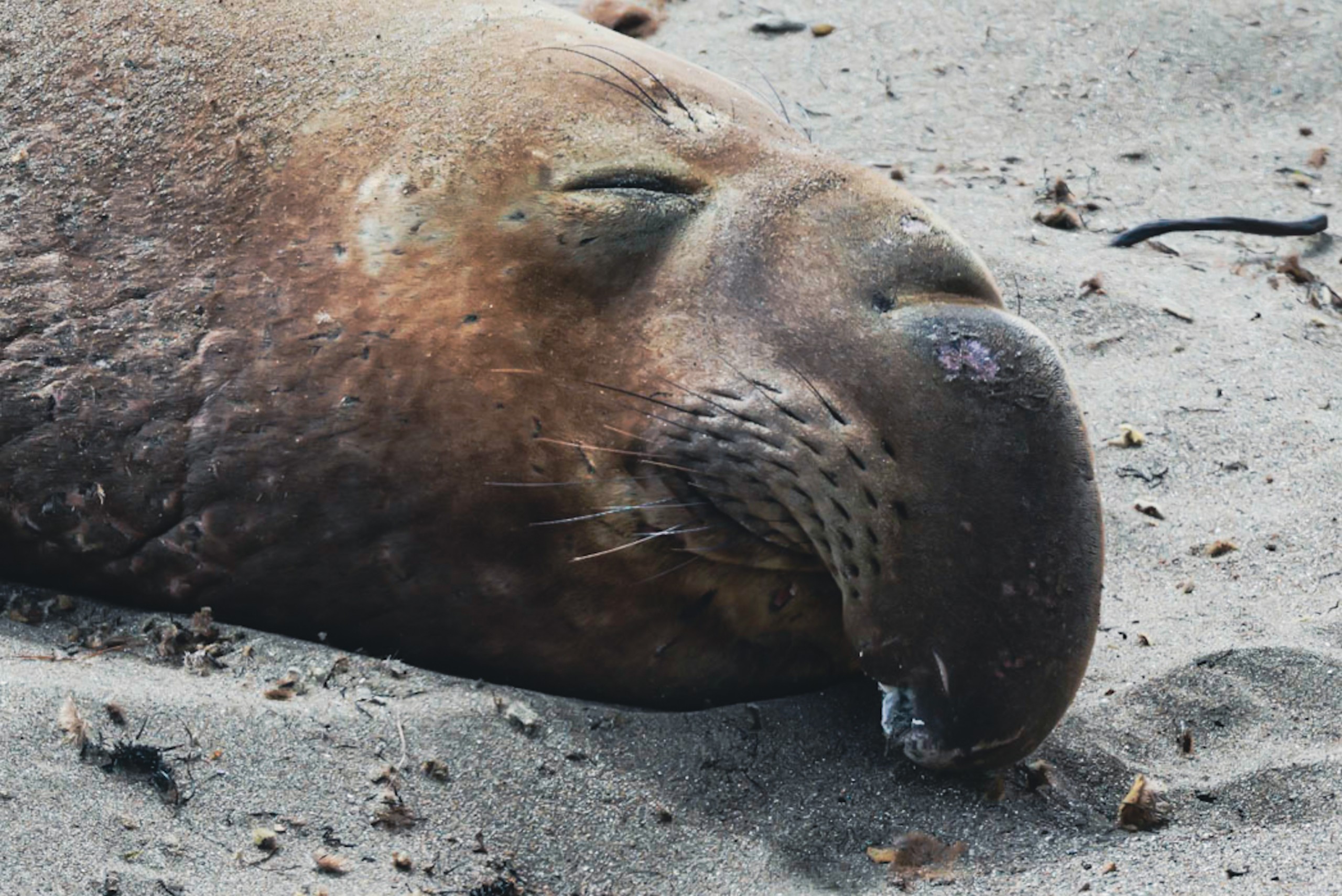 Từ Big Sur đến Sea Lion Point: Khúc tự tình của thiên nhiên dành tặng lữ khách - 7
