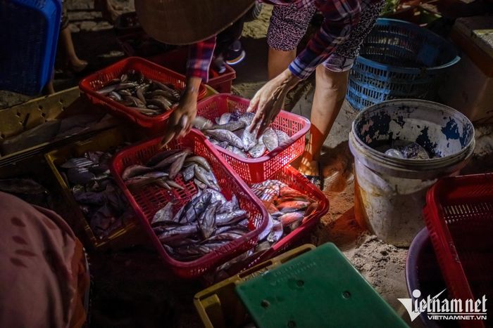 Chợ cá đẹp nhất vùng biển Quảng Nam - 7