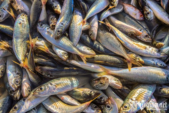 Chợ cá đẹp nhất vùng biển Quảng Nam - 5