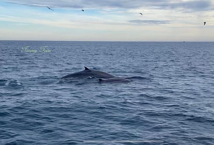 Cá voi xanh liên tục xuất hiện tại vùng biển Bình Định - 1