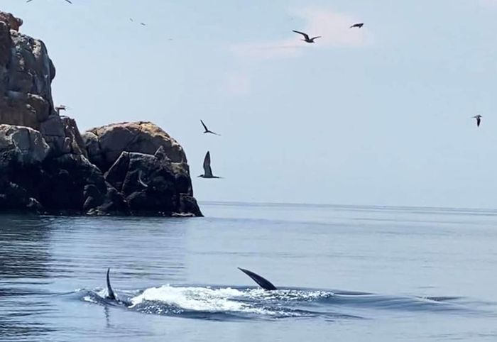 Cá voi xanh liên tục xuất hiện tại vùng biển Bình Định - 3