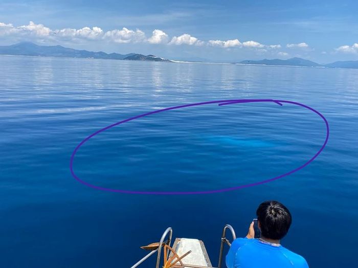 Cá voi xanh liên tục xuất hiện tại vùng biển Bình Định - 4