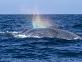 Cá voi xanh liên tục xuất hiện tại vùng biển Bình Định