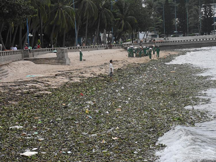 Kỳ lạ biển Vũng Tàu: Sáng tắm biển “sạch bóng“, chiều đầy rác lục bình