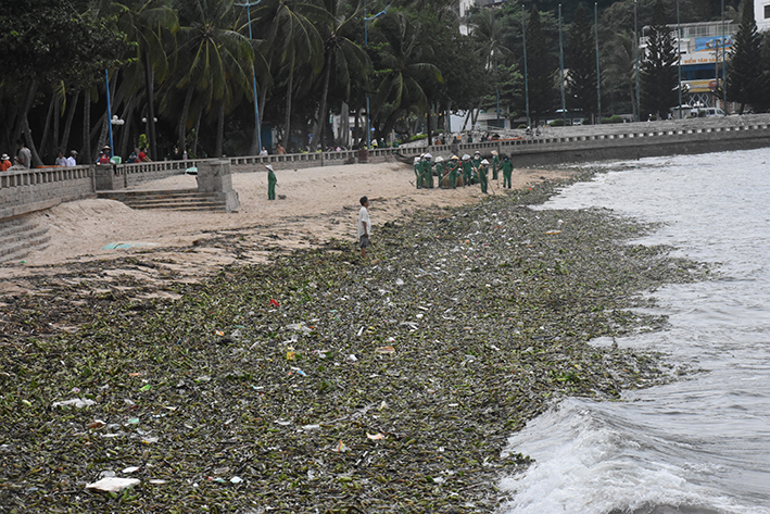 Kỳ lạ biển Vũng Tàu: Sáng tắm biển "sạch bóng", chiều đầy rác lục bình - 1