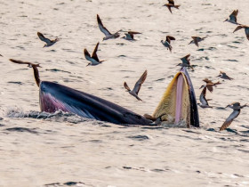  - Tour đi xem cá voi xanh khổng lồ săn mồi ở Bình định đang nóng hừng hực!