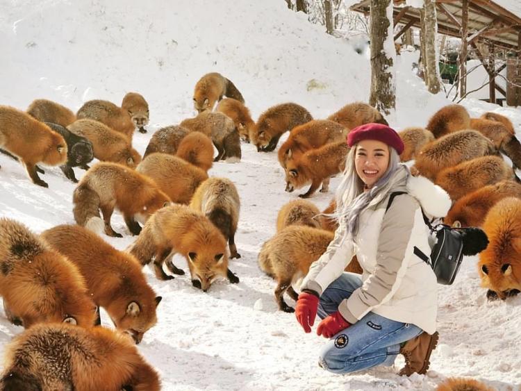 Thích thú với ngôi làng có hàng trăm con cáo béo ở Nhật Bản