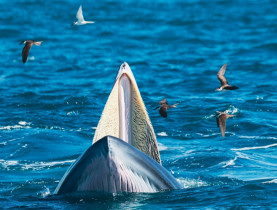  - Bắt trọn khoảnh khắc cá voi săn mồi ở cửa biển Đề Gi