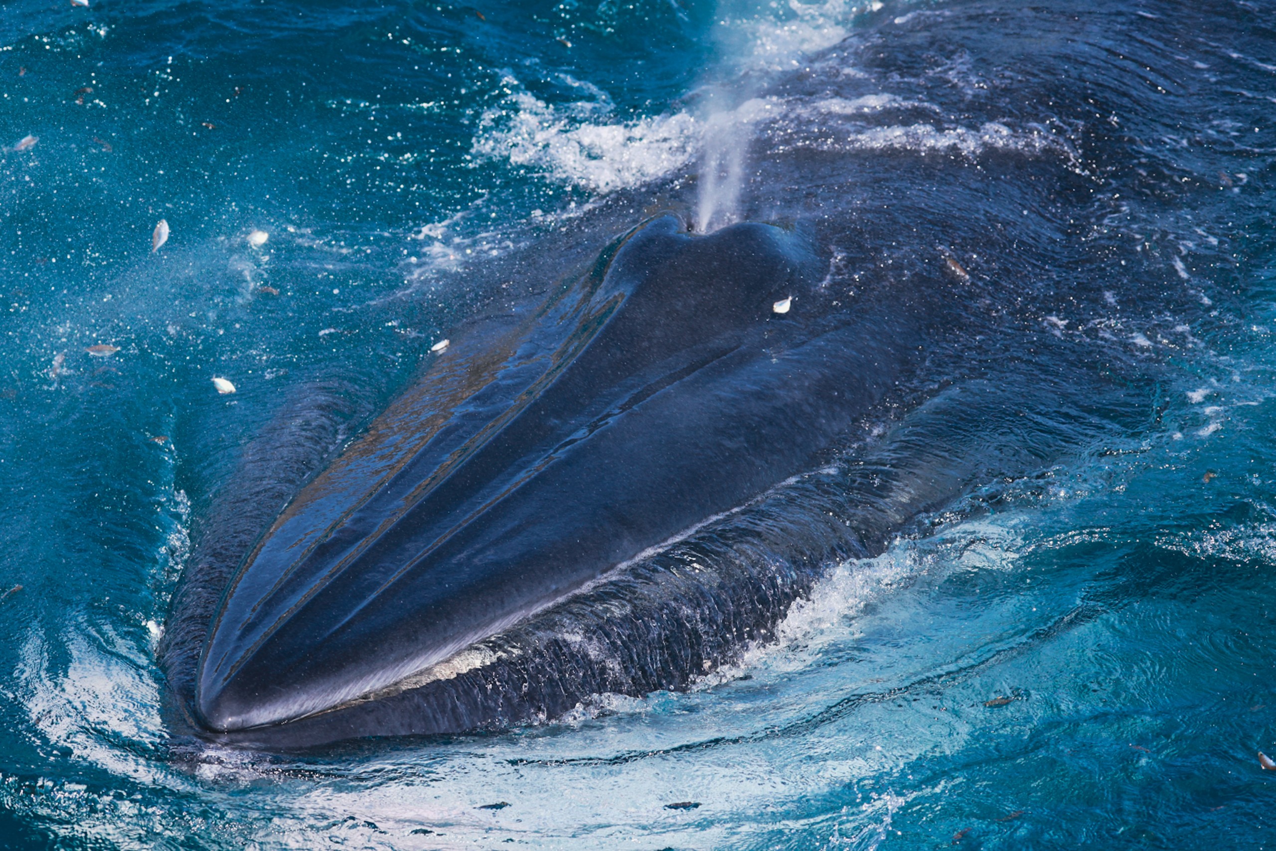 Hàng ngàn du khách đến xem cá voi ở biển Đề Gi: Không đến quá gần, đề phòng bị tấn công - 1