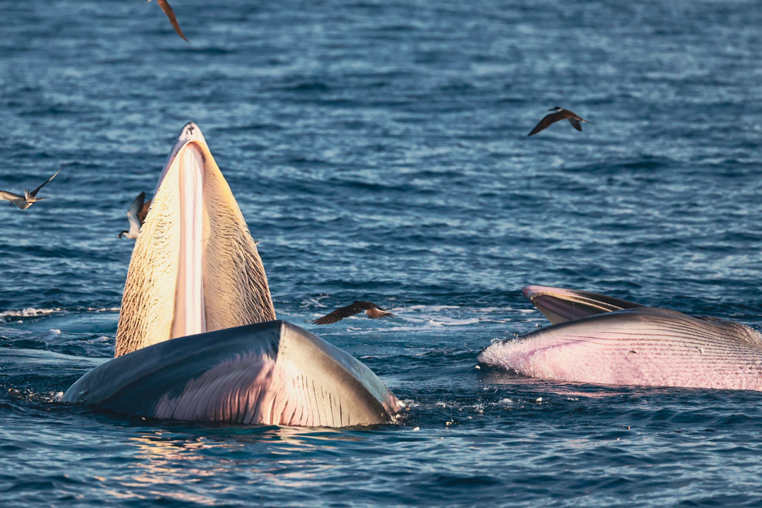 Hàng ngàn du khách đến xem cá voi ở biển Đề Gi: Không đến quá gần, đề phòng bị tấn công - 2