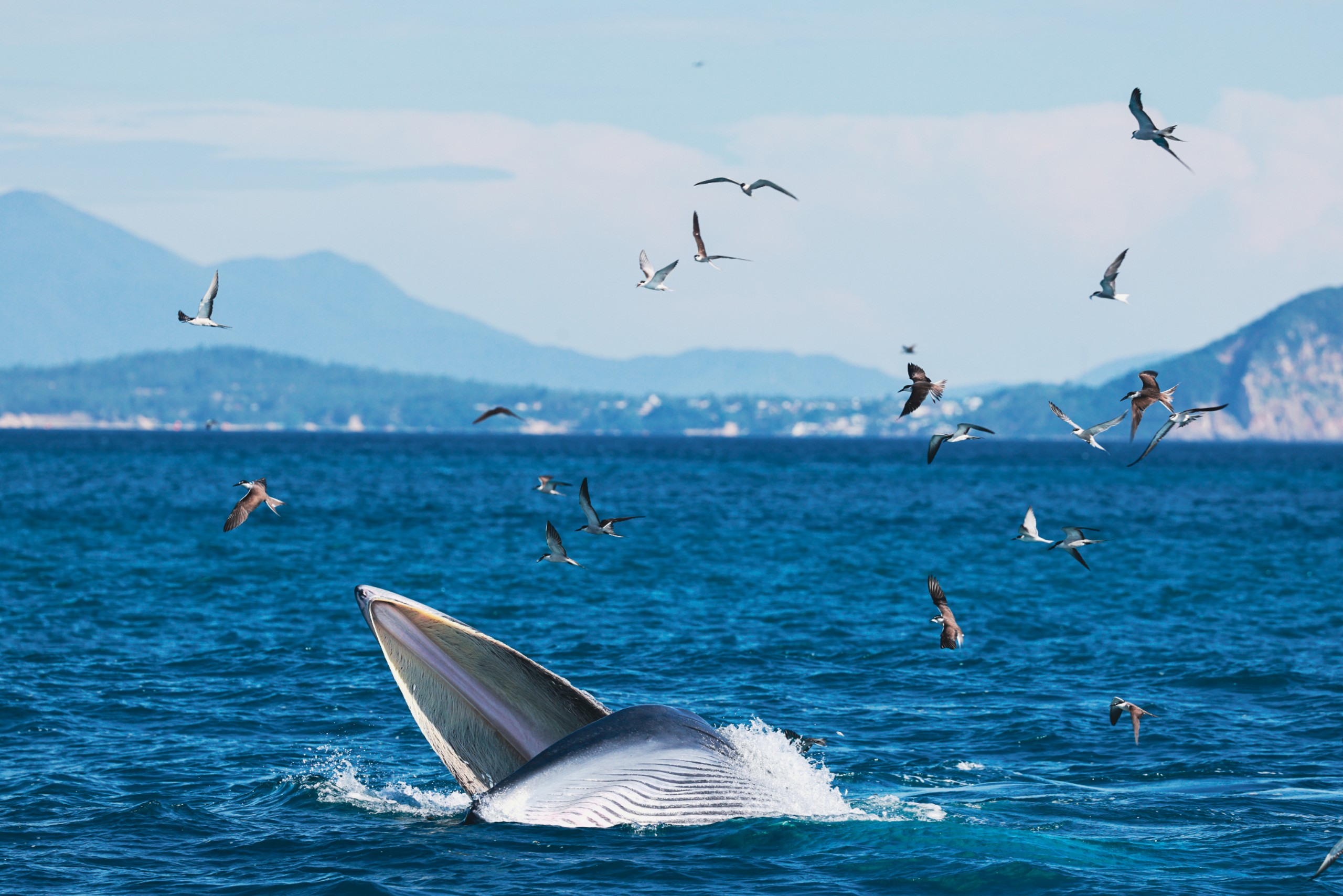 Hàng ngàn du khách đến xem cá voi ở biển Đề Gi: Không đến quá gần, đề phòng bị tấn công - 3