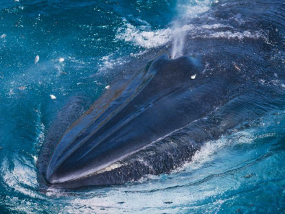 Chuyển động - Hàng ngàn du khách đến xem cá voi ở biển Đề Gi: Không đến quá gần, đề phòng bị tấn công