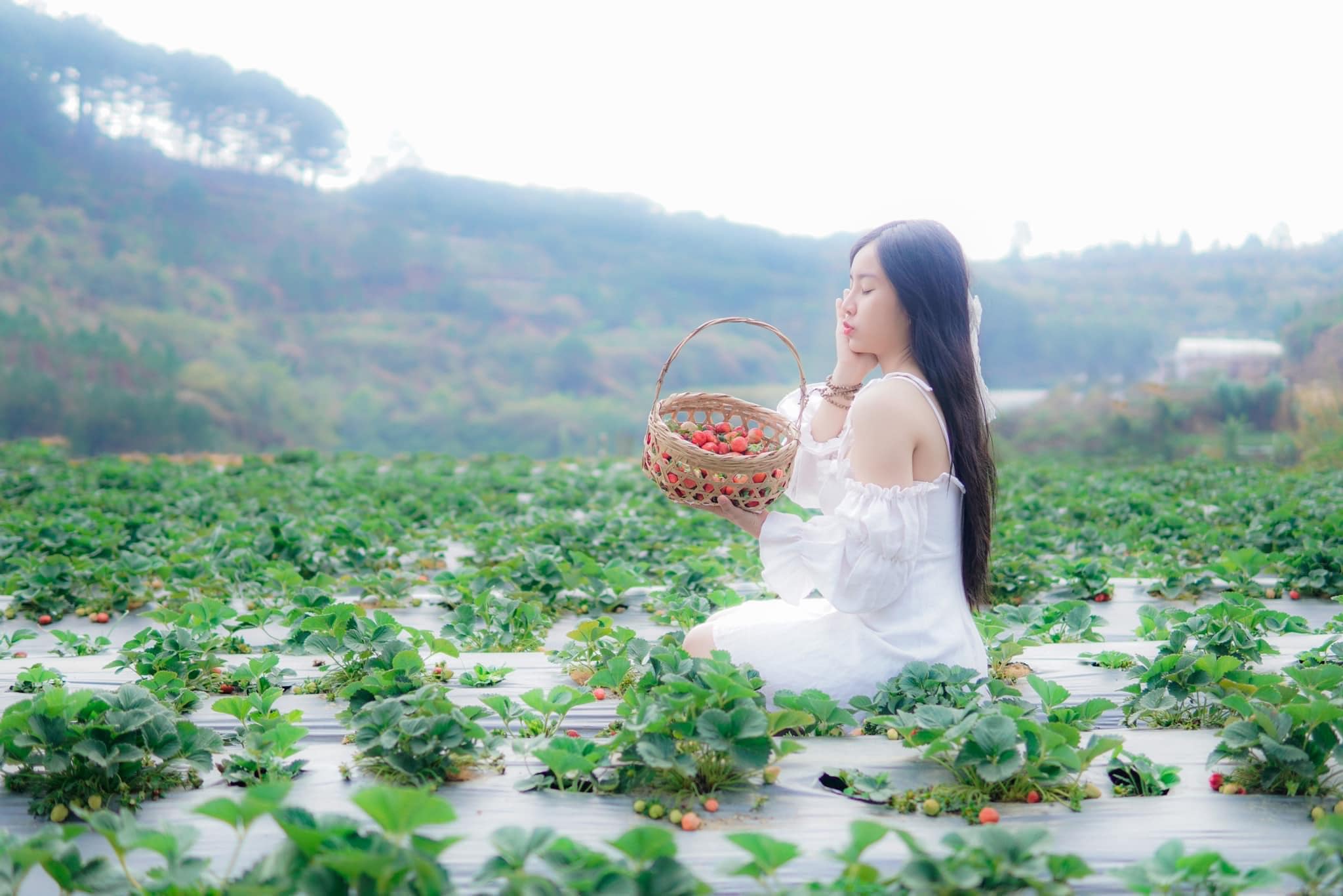 Nông dân Đà Lạt tìm cách thu hút du khách vào vườn cây nhà mình - 1