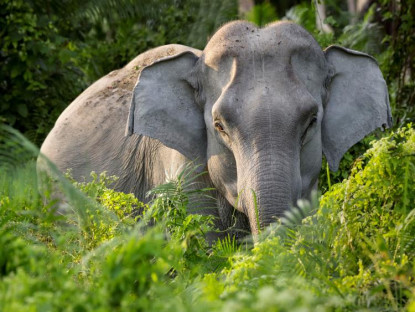 Chuyển động - Du lịch trách nhiệm: giảm cầu ngà voi, bảo tồn thiên nhiên hoang dã