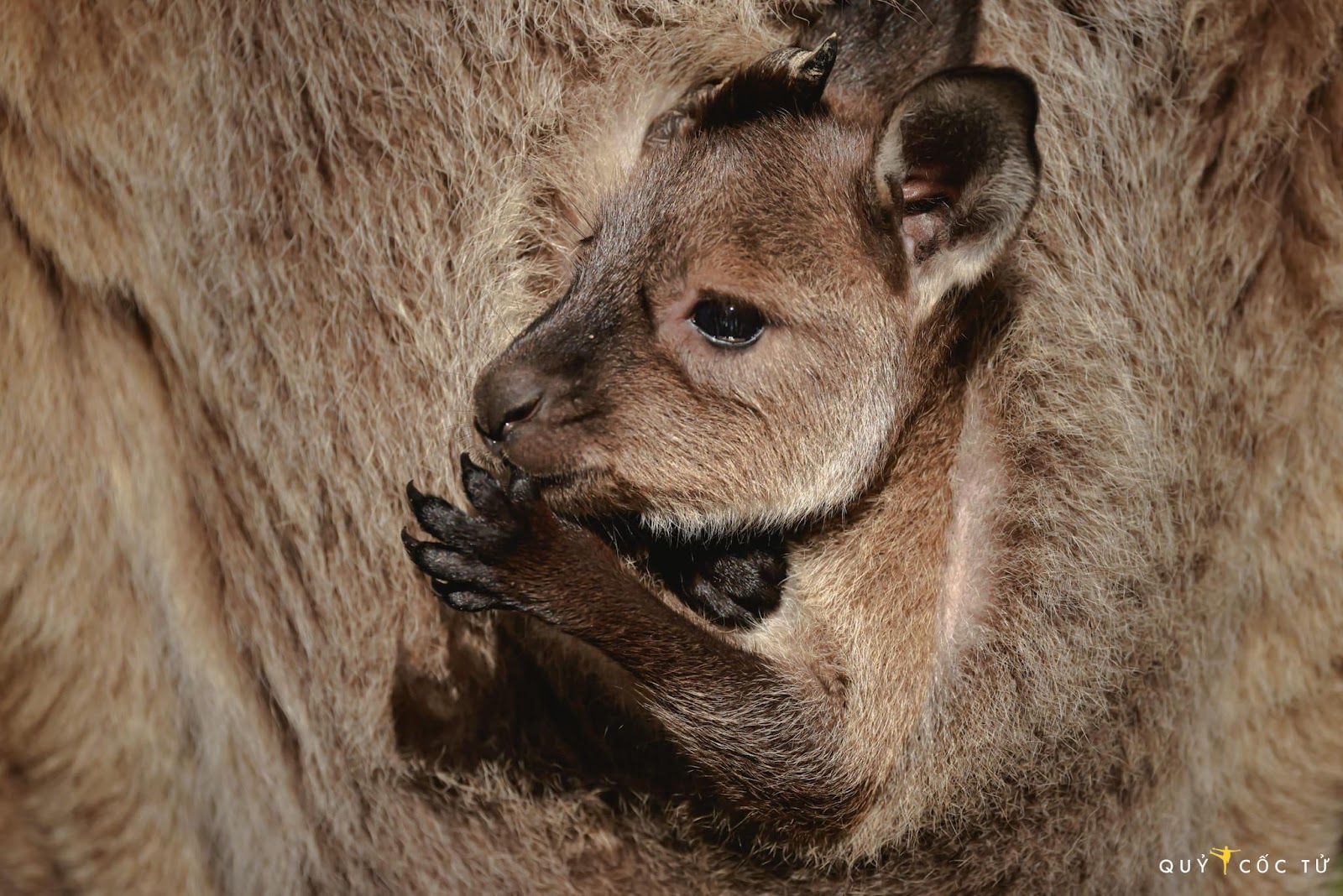 Đến đảo Phillip ở Úc khám phá thế giới động vật siêu đáng yêu - 3