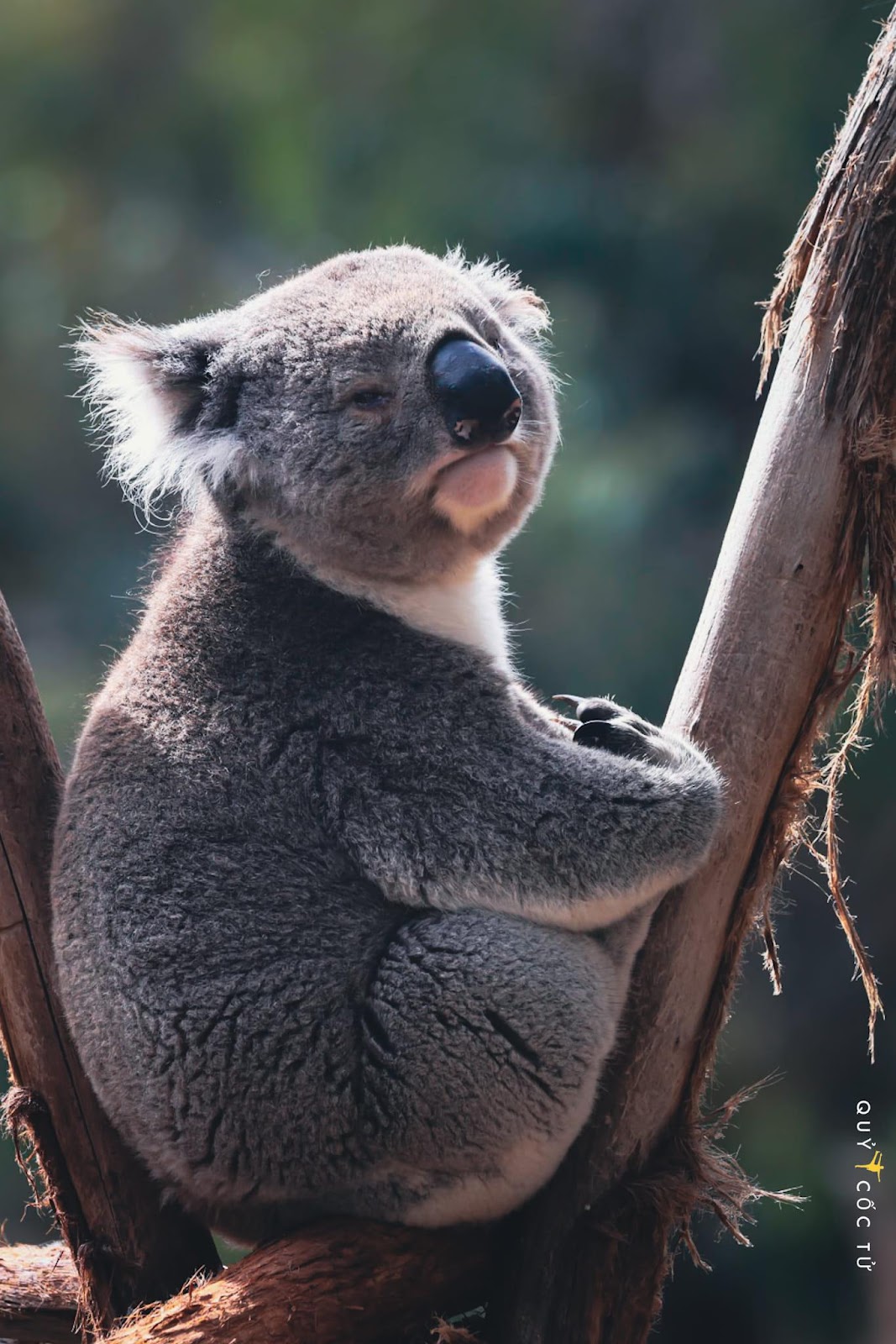 Đến đảo Phillip ở Úc khám phá thế giới động vật siêu đáng yêu - 9