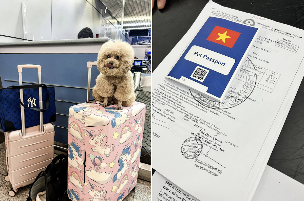 Cô gái Sài Gòn 4 tháng "chạy" thủ tục đưa cún cưng bay châu Âu - 3