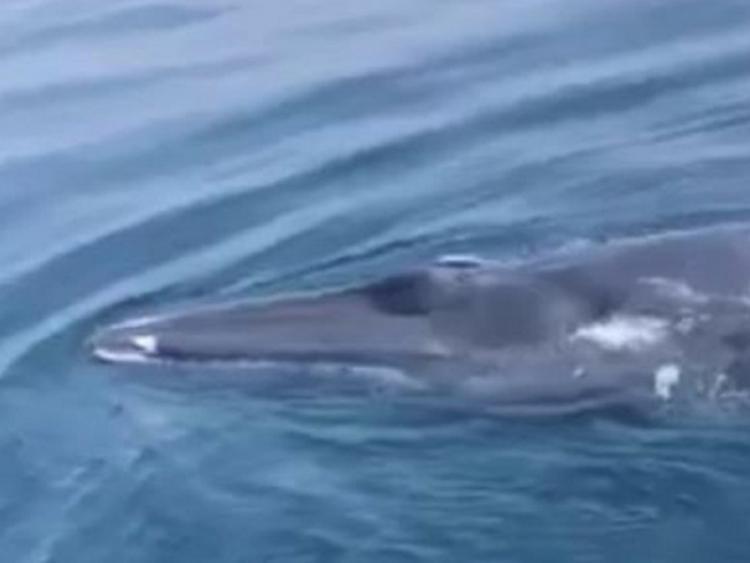Cá voi xanh xuất hiện ở vùng biển Thanh Hóa