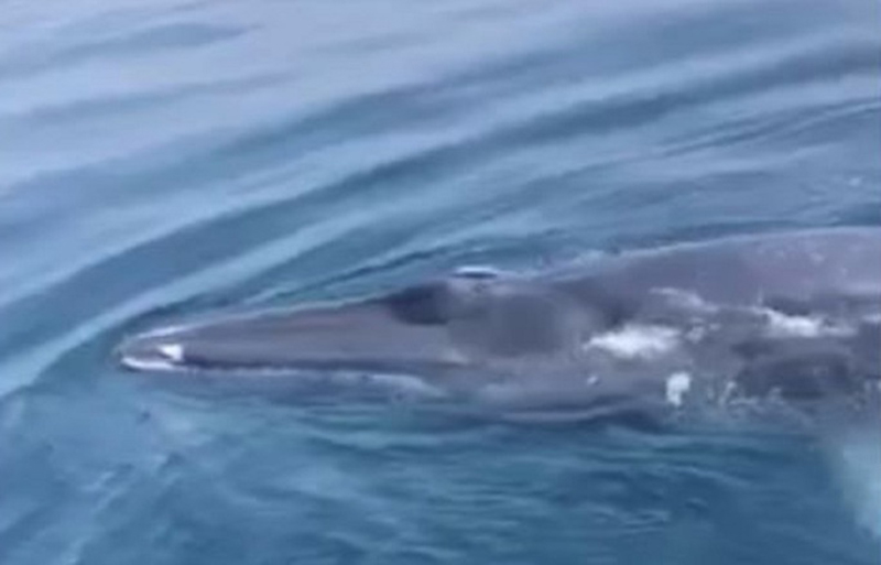Cá voi xanh xuất hiện ở vùng biển Thanh Hóa - 1