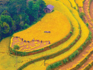 Du khảo - Ngang qua một mùa vàng