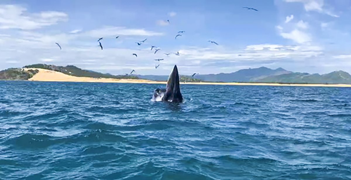 Cá voi há miệng trên mặt biển săn mồi thu hút đàn chim hải âu tập trung về ở vùng biển Đề Gi- Vũng Bồi tạo nên cảnh quan thiên nhiên kỳ thú. Ảnh: Trần Văn Tài.