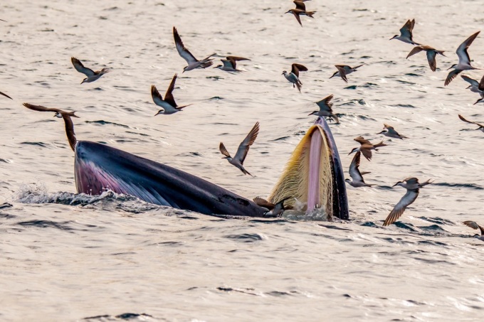 Cảnh cá voi săn mồi ở vùng biển Đề Gi hồi tháng 8/2022. Ảnh: Hoàng Đức Ngọc.
