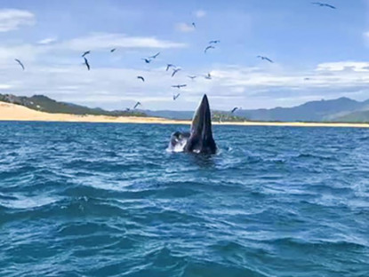 Chuyển động - Hai mẹ con cá voi lại xuất hiện ở vùng gần bờ biển Bình Định