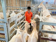 Mô hình nuôi dê lấy sữa, kết hợp du lịch trải nghiệm tại HTX chăn nuôi dê Đa Phước