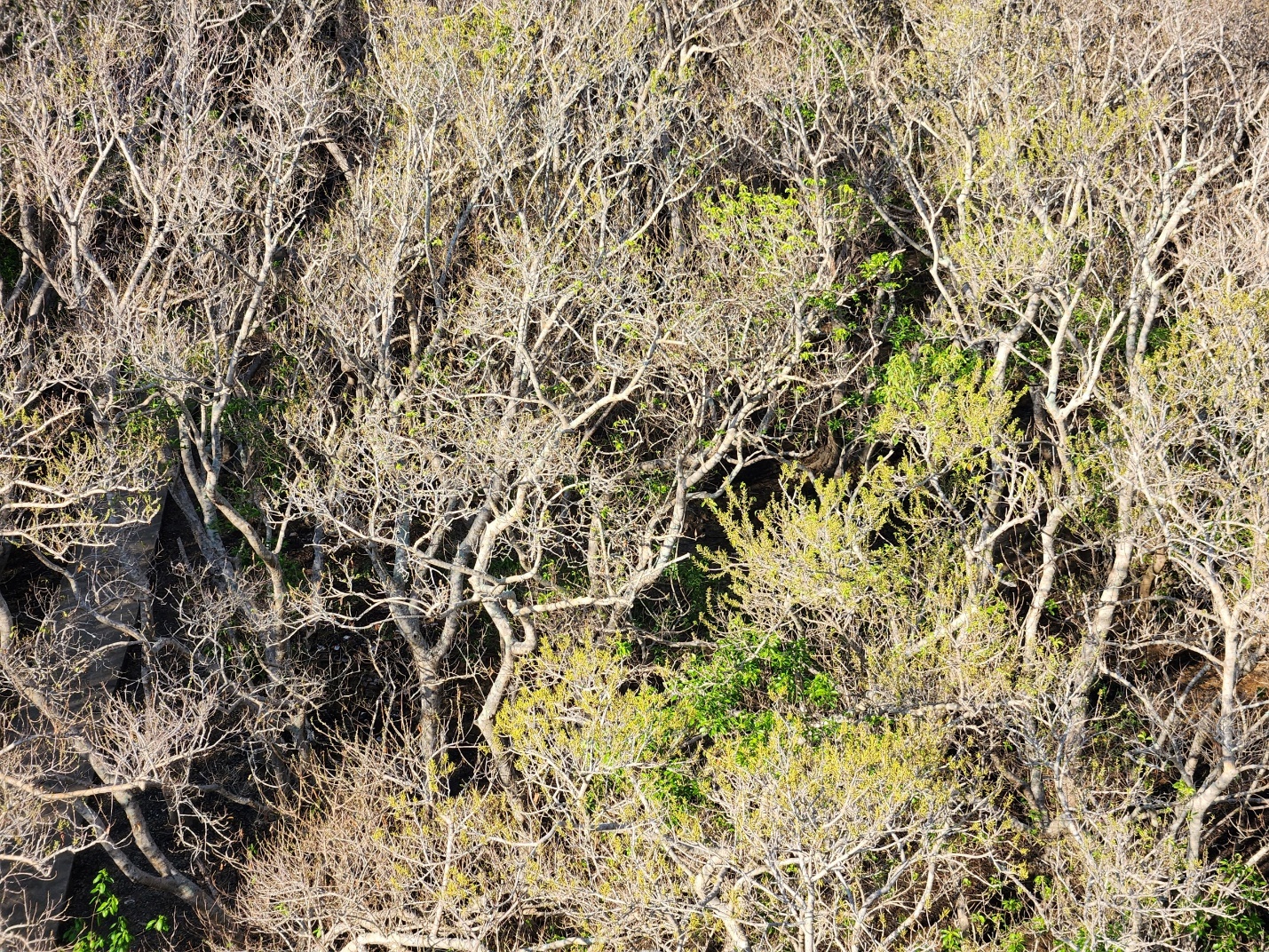 Chiêm ngưỡng mùa lá rụng ở khu rừng ngập mặn nguyên sinh quý hiếm trên đất cố đô - 9